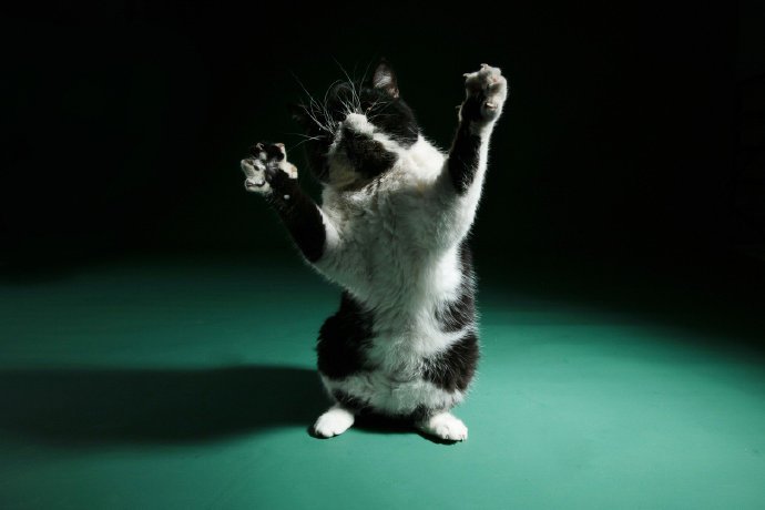 点击大图看下一张：一组欢快跳动的猫咪图片