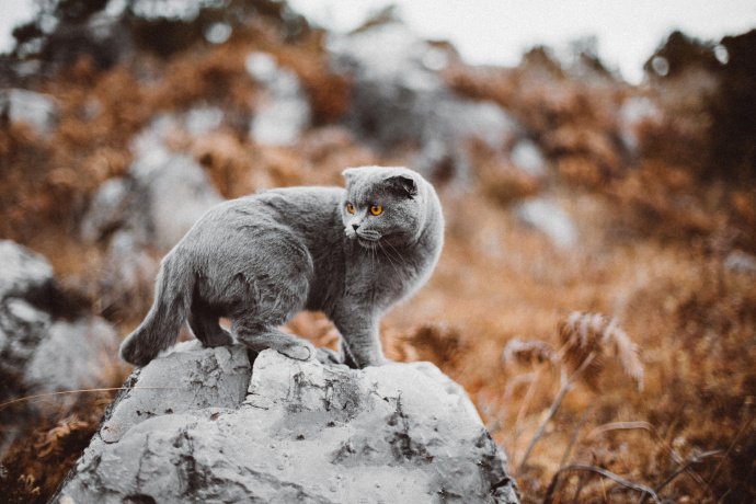 点击大图看下一张：漂亮的灰色猫咪室外摄影图片