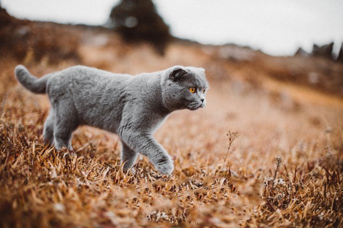 点击大图看下一张：漂亮的灰色猫咪室外摄影图片