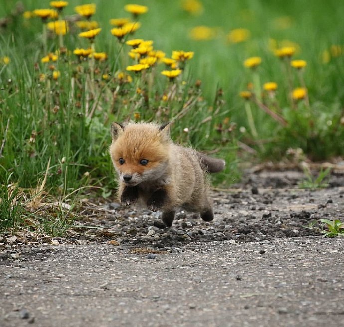 点击大图看下一张：一组超级可爱奶萌的小狐狸