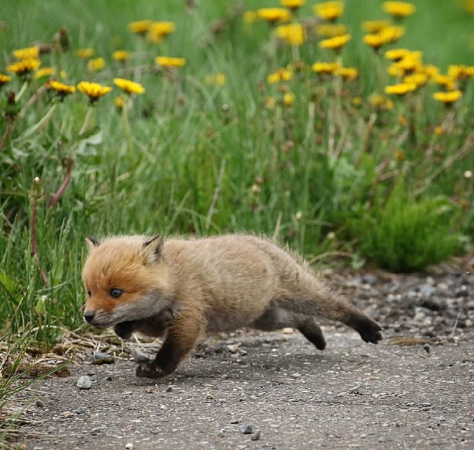 点击大图看下一张：一组超级可爱奶萌的小狐狸