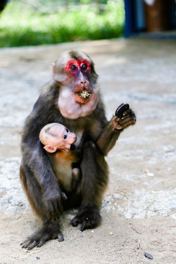 点击大图看下一张：一组野生灵敏的小猴子