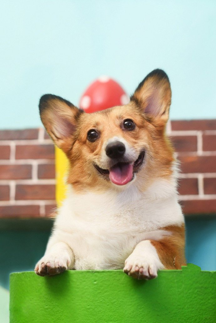 点击大图看下一张：一只狗狗拍出甜美的微笑