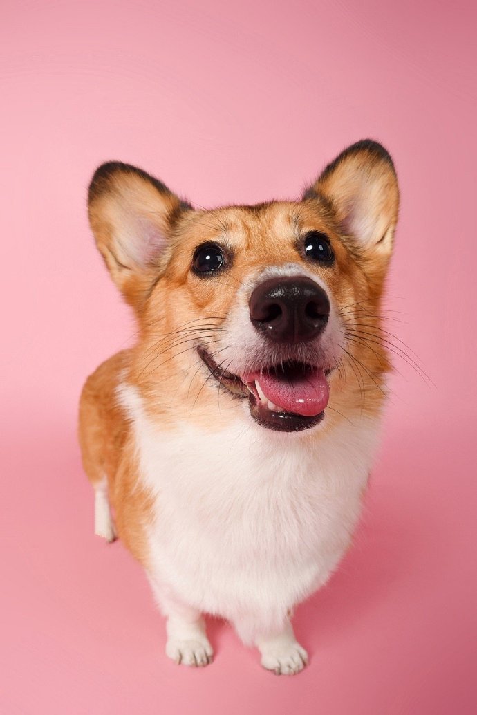 点击大图看下一张：一只狗狗拍出甜美的微笑