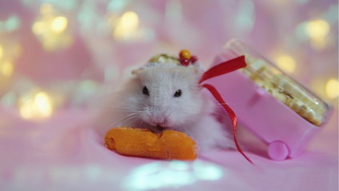 点击大图看下一张：吃胡萝卜的小仓鼠图片