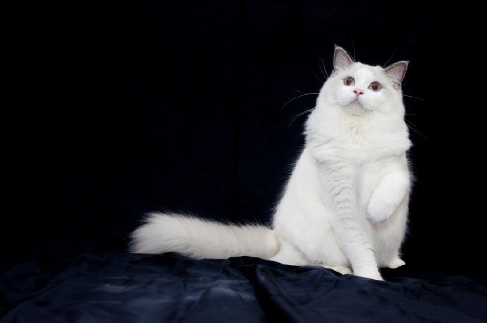 点击大图看下一张：优雅温顺的布偶猫图片