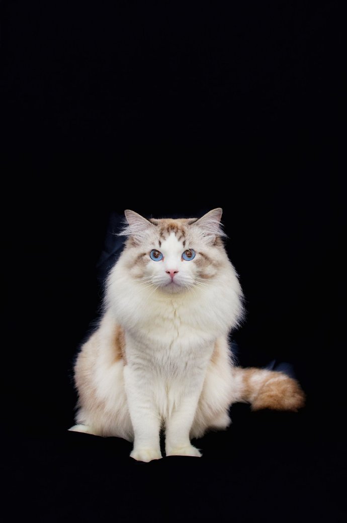点击大图看下一张：优雅温顺的布偶猫图片