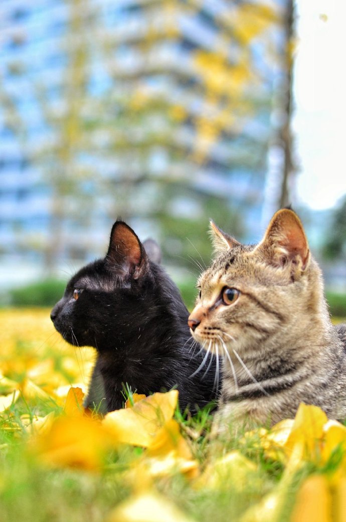 点击大图看下一张：银杏树叶上玩耍的两只小猫