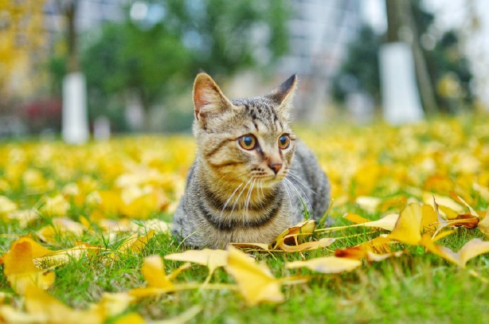 点击大图看下一张：银杏树叶上玩耍的两只小猫