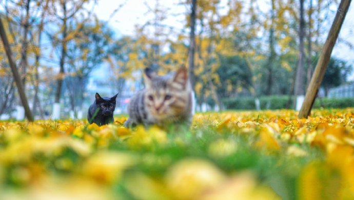 点击大图看下一张：银杏树叶上玩耍的两只小猫