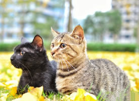 银杏树叶上玩耍的两只小猫