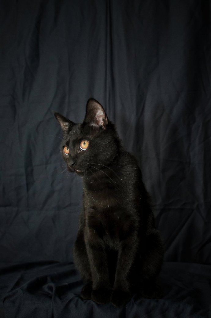 点击大图看下一张：黑色背景下的黑猫摄影图片