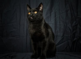 黑色背景下的黑猫摄影图片