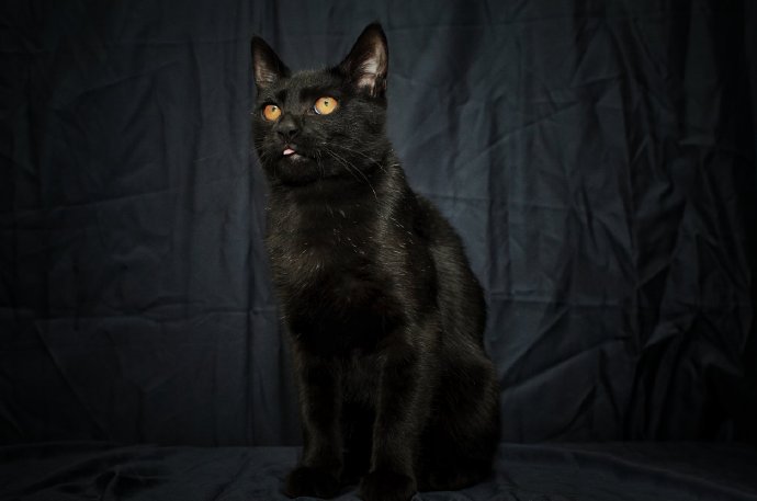 点击大图看下一张：黑色背景下的黑猫摄影图片