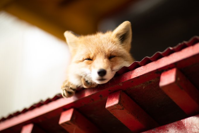 点击大图看下一张：一组野生可爱的狐狸图片