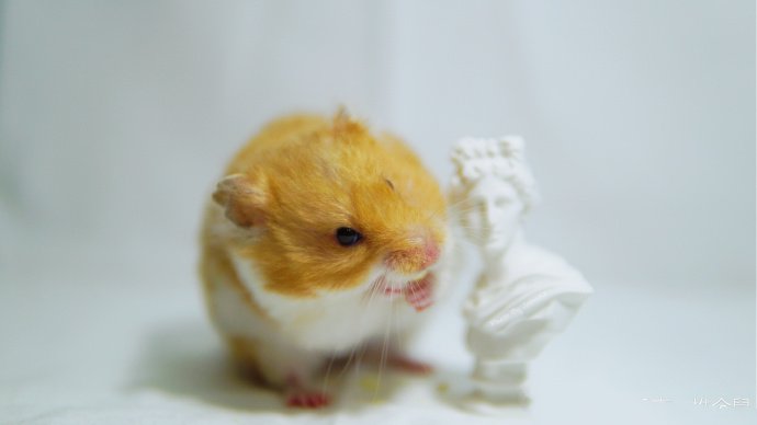 点击大图看下一张：和雕塑一起玩的小仓鼠