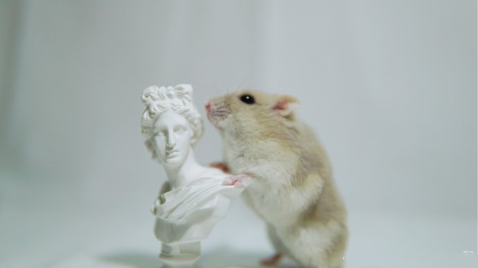 点击大图看下一张：和雕塑一起玩的小仓鼠