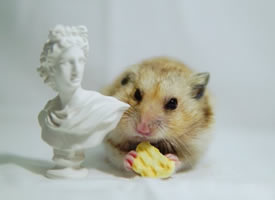 和雕塑一起玩的小仓鼠