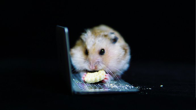 点击大图看下一张：有自己笔记本电脑的小仓鼠