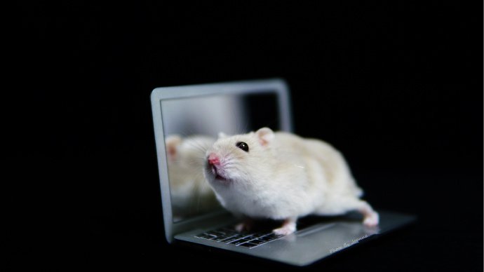 点击大图看下一张：有自己笔记本电脑的小仓鼠
