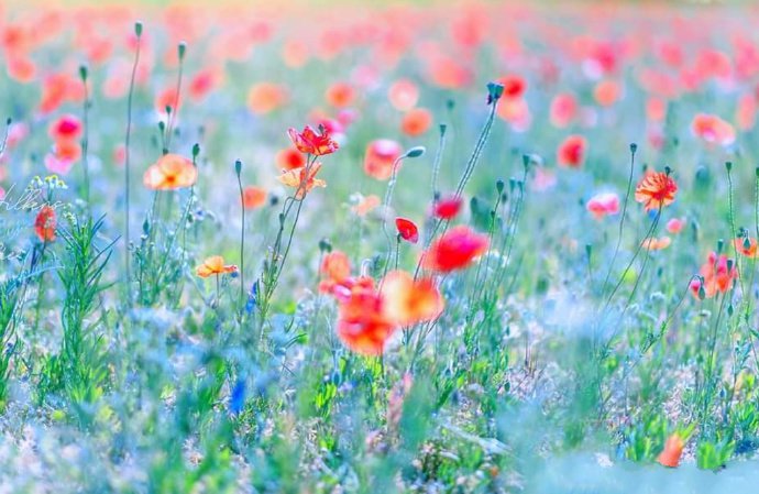 点击大图看下一张:温馨甜蜜的田野微距摄影作品