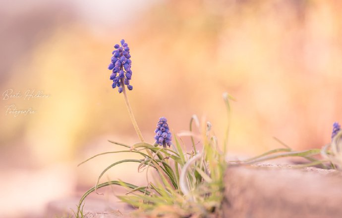 点击大图看下一张:温馨甜蜜的田野微距摄影作品