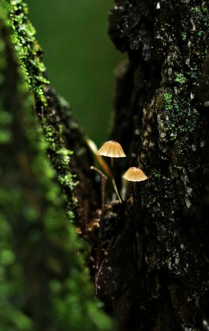 点击大图看下一张：蒙蒙细雨中的，蘑菇与小虫