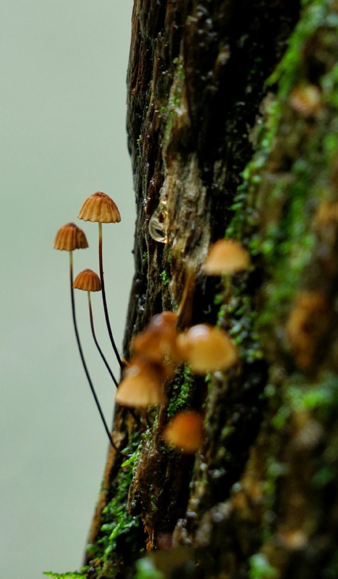 点击大图看下一张：蒙蒙细雨中的，蘑菇与小虫