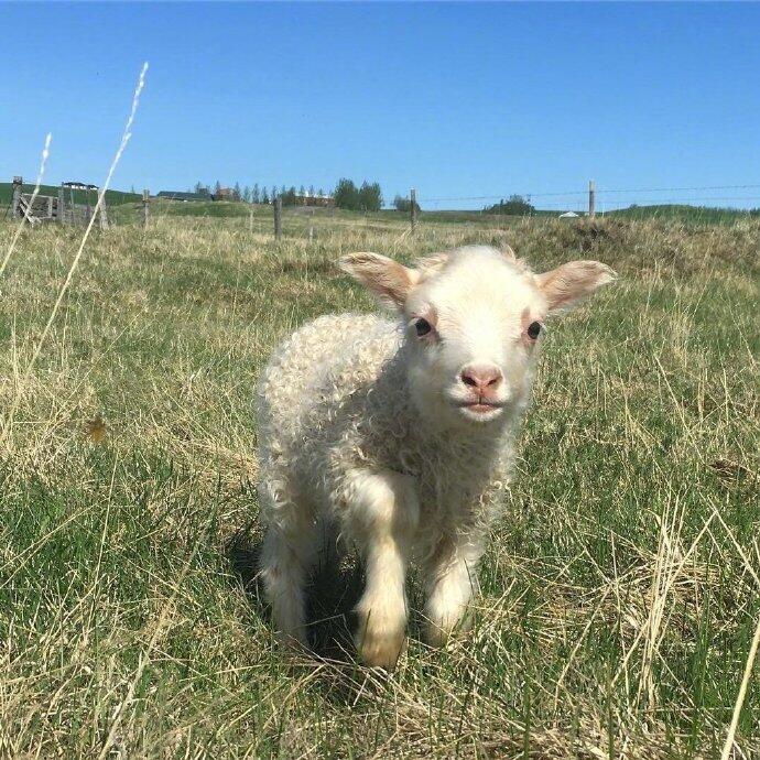 点击大图看下一张：一组草地里活跃的小绵羊