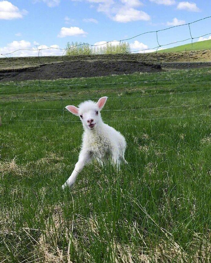 点击大图看下一张：一组草地里活跃的小绵羊