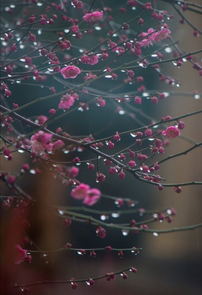 点击大图看下一张：小桃枝头春带雨，和娇含泪