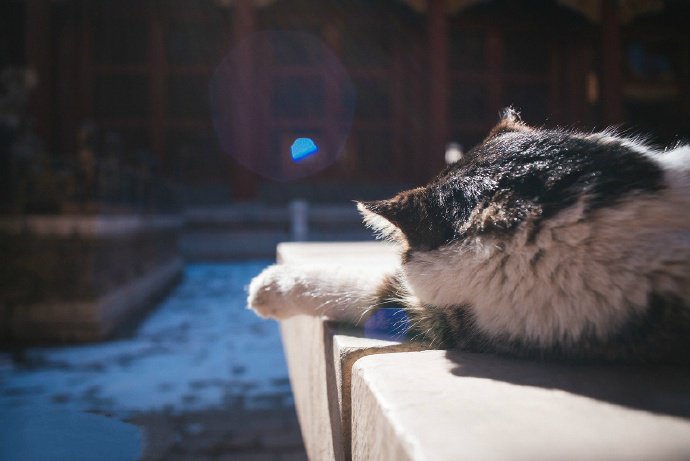 点击大图看下一张：紫禁城外的霸气猫咪图片