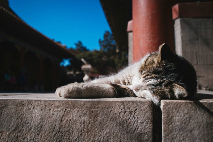 点击大图看下一张：紫禁城外的霸气猫咪图片