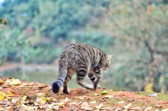 点击大图看下一张：在野外行走的狸花猫图片