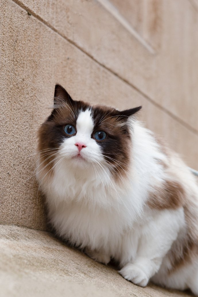 点击大图看下一张：毛发蓬松的布偶猫图片
