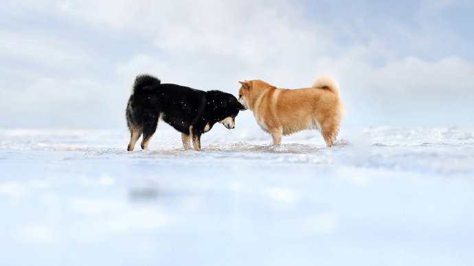 点击大图看下一张：一组黑色和橘色的可爱柴犬