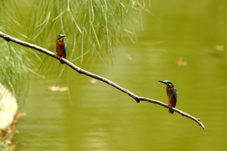 点击大图看下一张：两只在河边捕鱼的小翠鸟图片