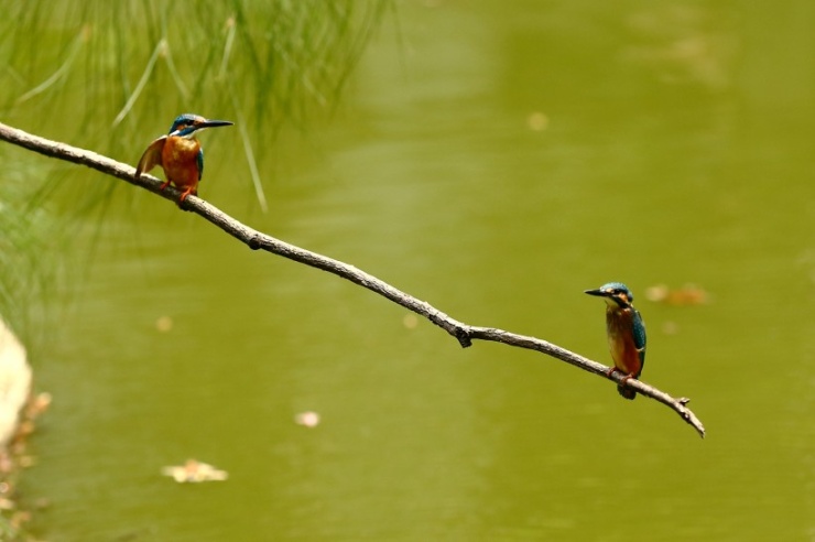 点击大图看下一张：两只在河边捕鱼的小翠鸟图片