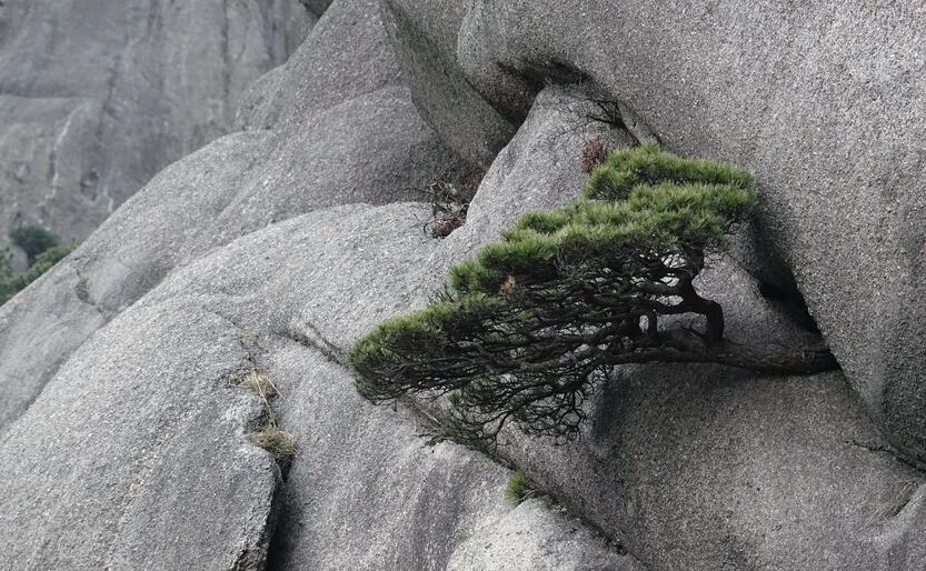 点击大图看下一张：黄山奇石的图片