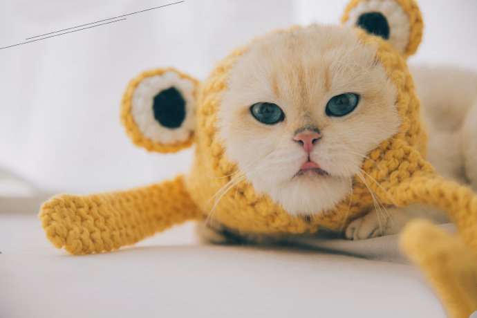 点击大图看下一张：一组萌萌的金渐层猫猫
