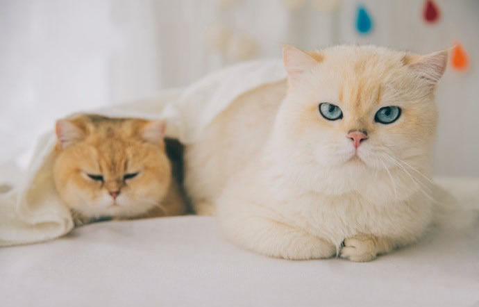 点击大图看下一张：一组萌萌的金渐层猫猫
