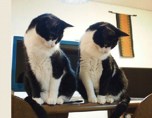 点击大图看下一张：默契的双胞胎猫咪图片