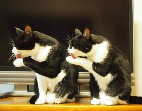 点击大图看下一张：默契的双胞胎猫咪图片