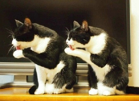 默契的双胞胎猫咪图片