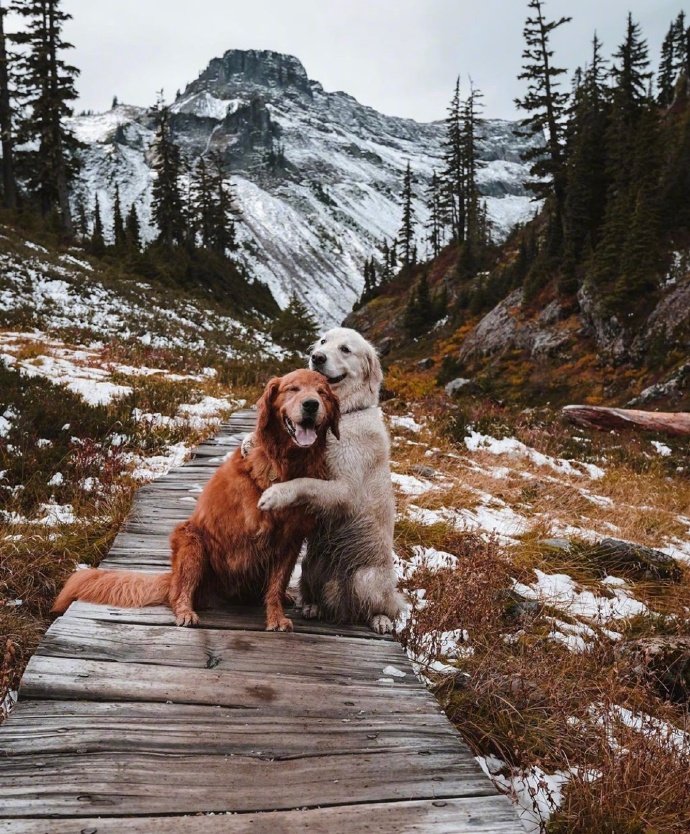 点击大图看下一张：两只狗子，相拥走过世界