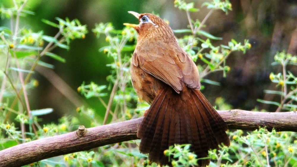 点击大图看下一张：棕色的画眉鸟高清摄影图片