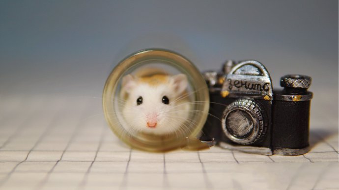 点击大图看下一张：同一个世界同一个摄影梦的仓鼠
