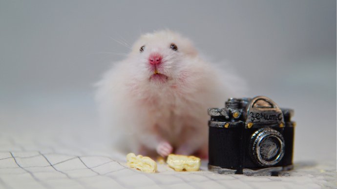 点击大图看下一张：同一个世界同一个摄影梦的仓鼠