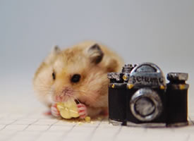 同一个世界同一个摄影梦的仓鼠