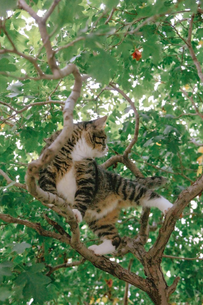 点击大图看下一张：喜欢爬树的猫咪图片